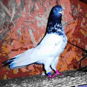 зарубежные породы голубей